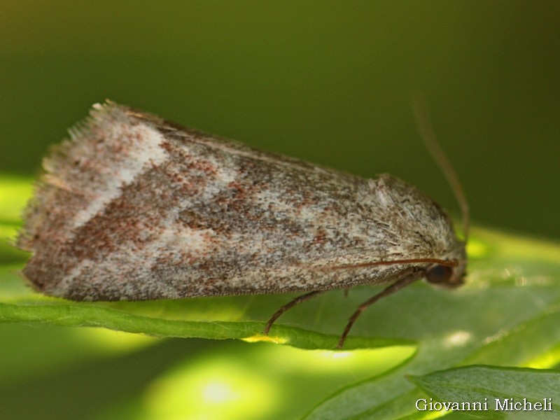 Noctuidae da ID